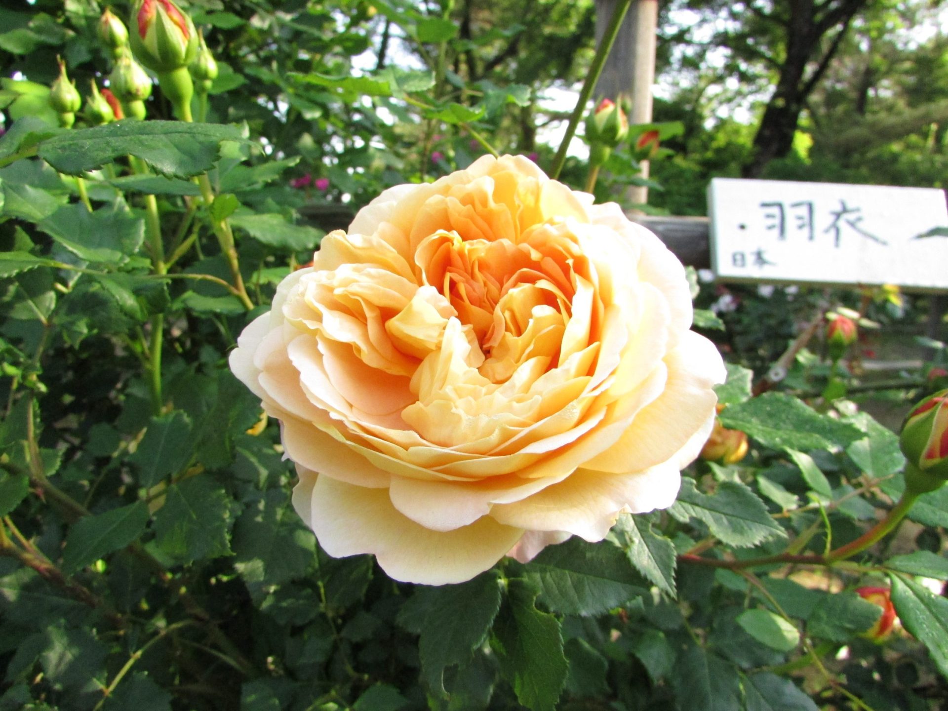 バラ園開花状況】6月18日現在 | 蔵王酪農センター