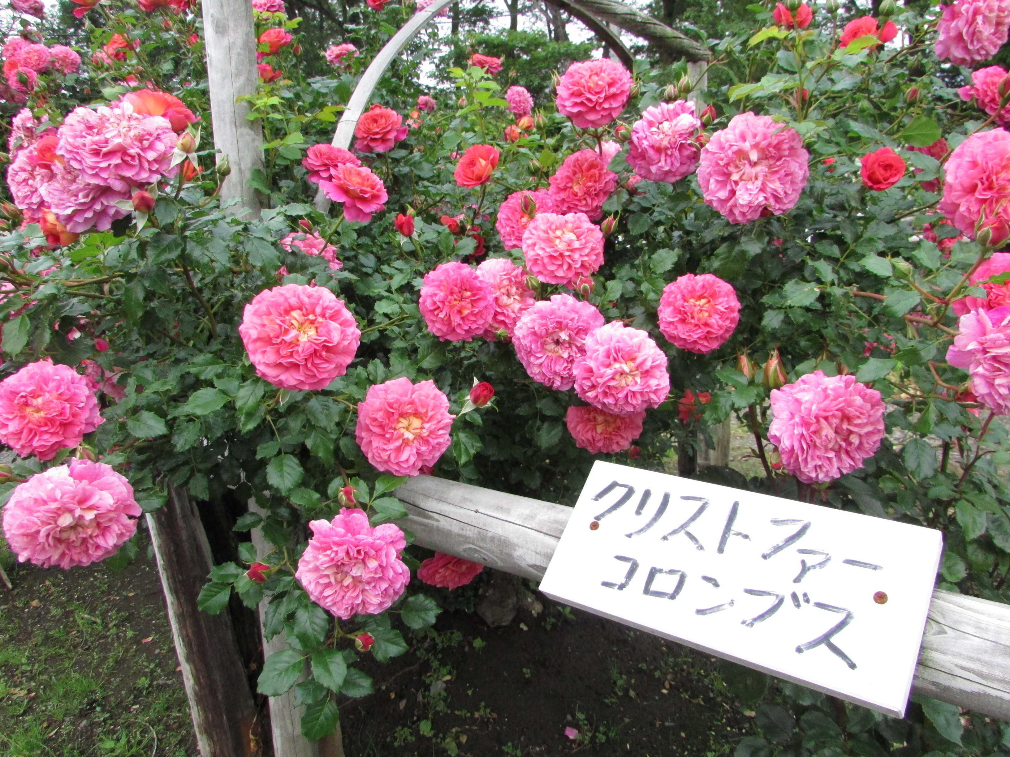 7月20日　ぱおら様2冊　「花ゲリラの本」　 「襤褸の本13〜路地裏の本2〜」 5月のバラ | 東京お気楽カメラ