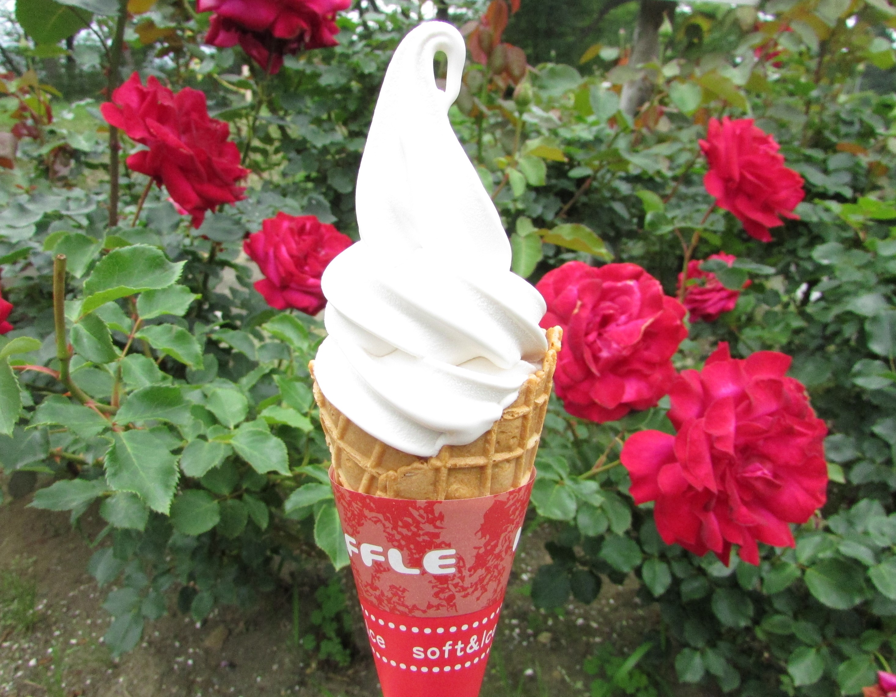 バラ園開花状況】6月18日現在 | 蔵王酪農センター