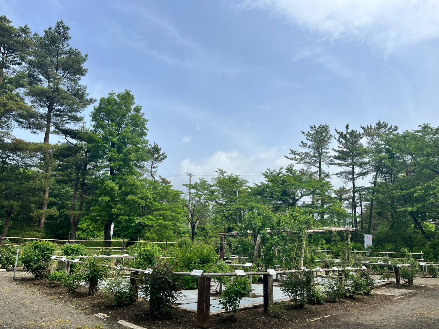 バラ園情報🌹5月23日 蔵王酪農センター