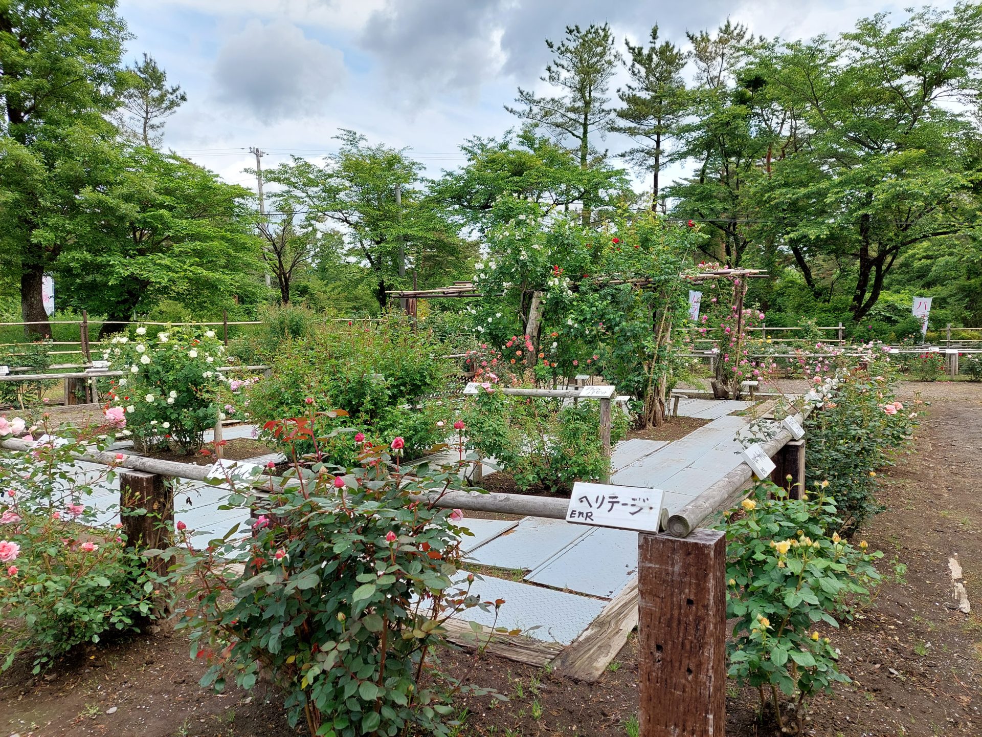 バラ園情報🌹5月30日 | 蔵王酪農センター