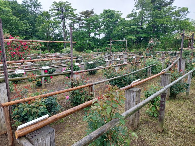 バラ園情報🌹6月6日 蔵王酪農センター