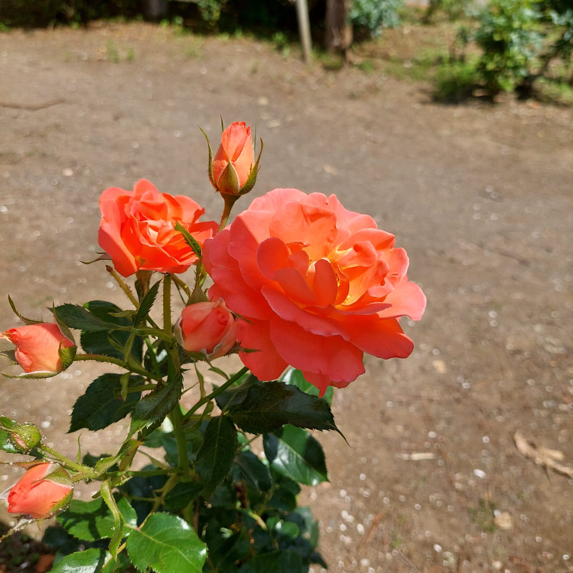 バラ園情報🌹6月21日 | 蔵王酪農センター