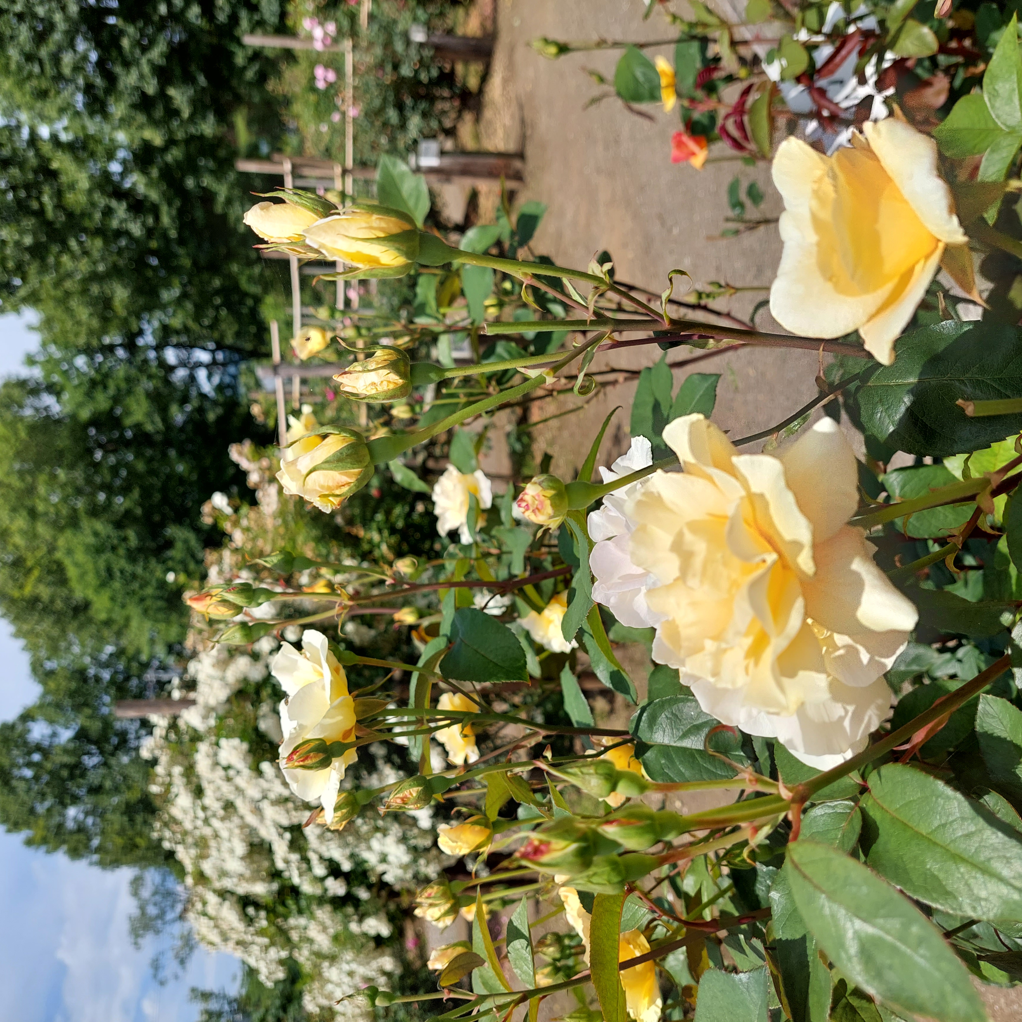 バラ園情報🌹6月21日 | 蔵王酪農センター