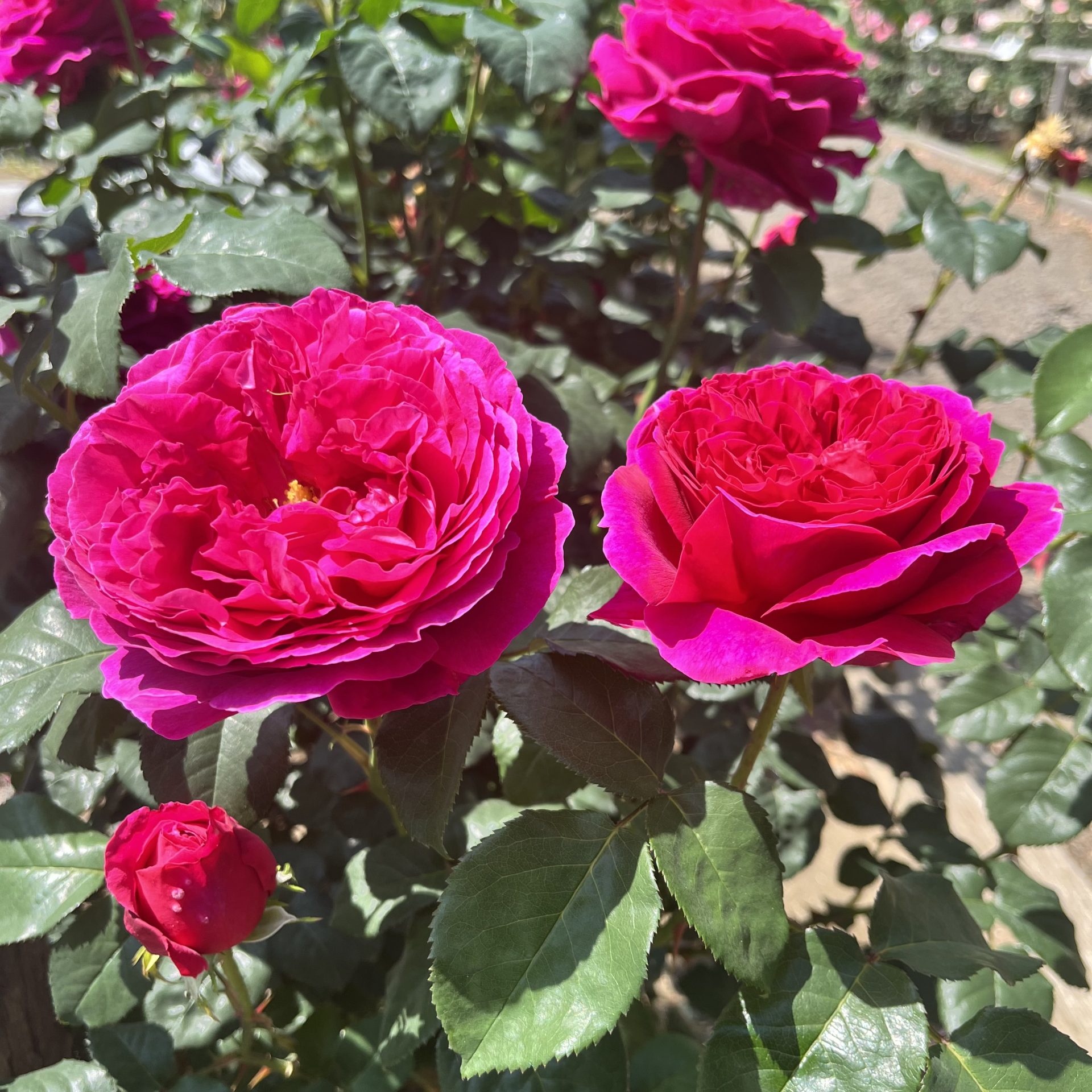バラ園情報🌹6月6日 | 蔵王酪農センター
