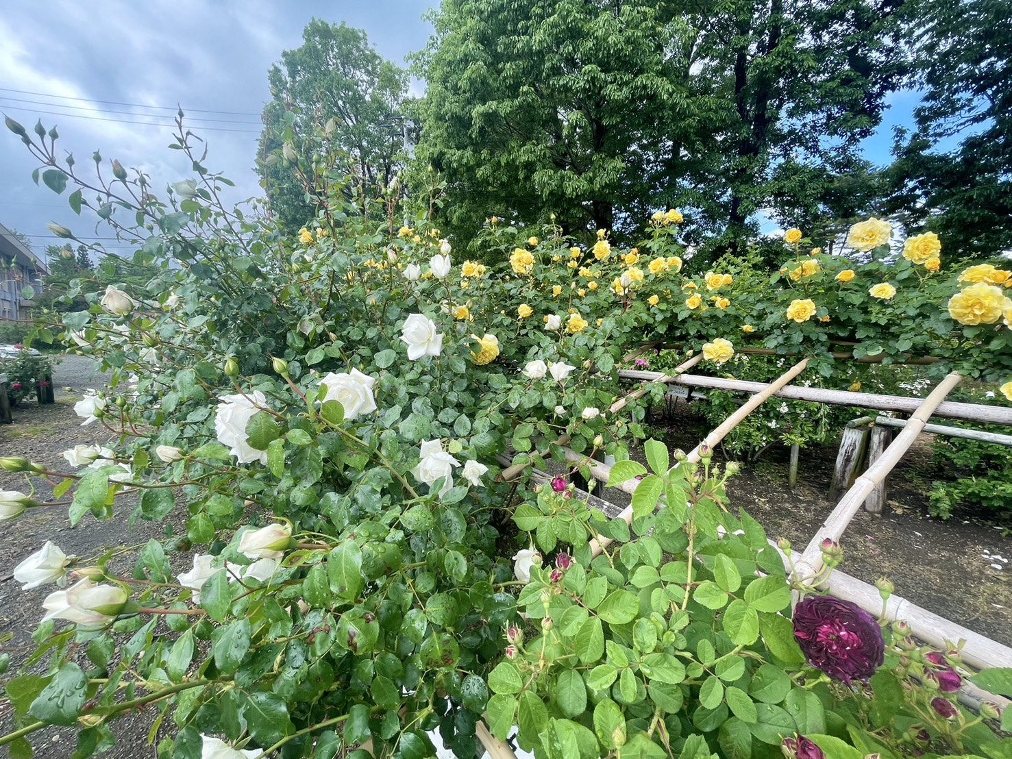 蔵王チーズ【バラ園開花情報】5月31日(金) | 蔵王酪農センター