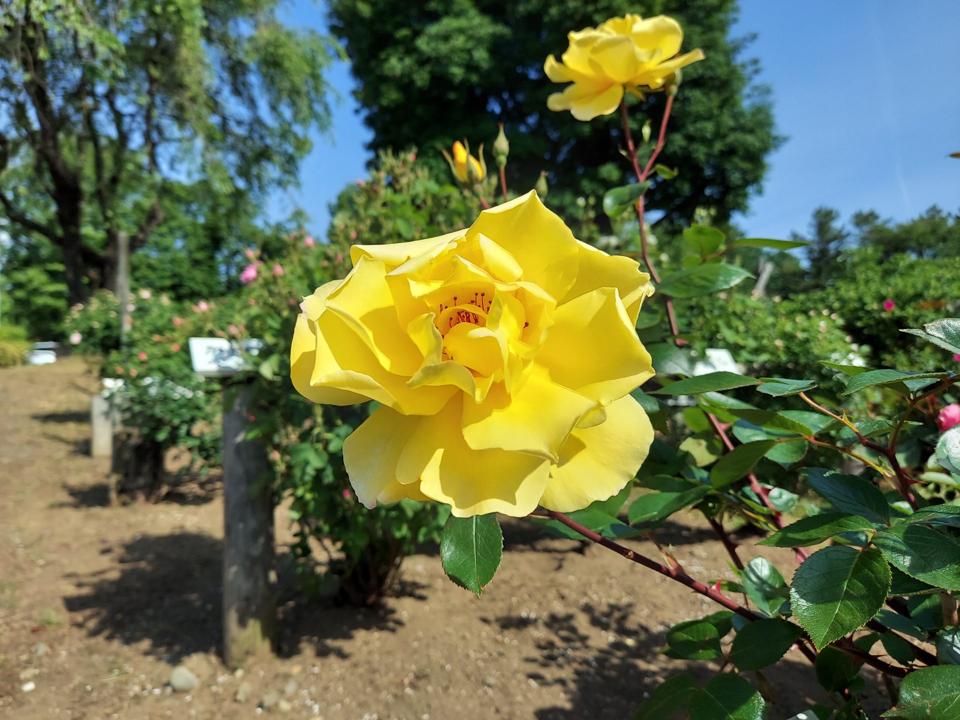 蔵王チーズ【バラ園開花情報】5月28日(火) | 蔵王酪農センター