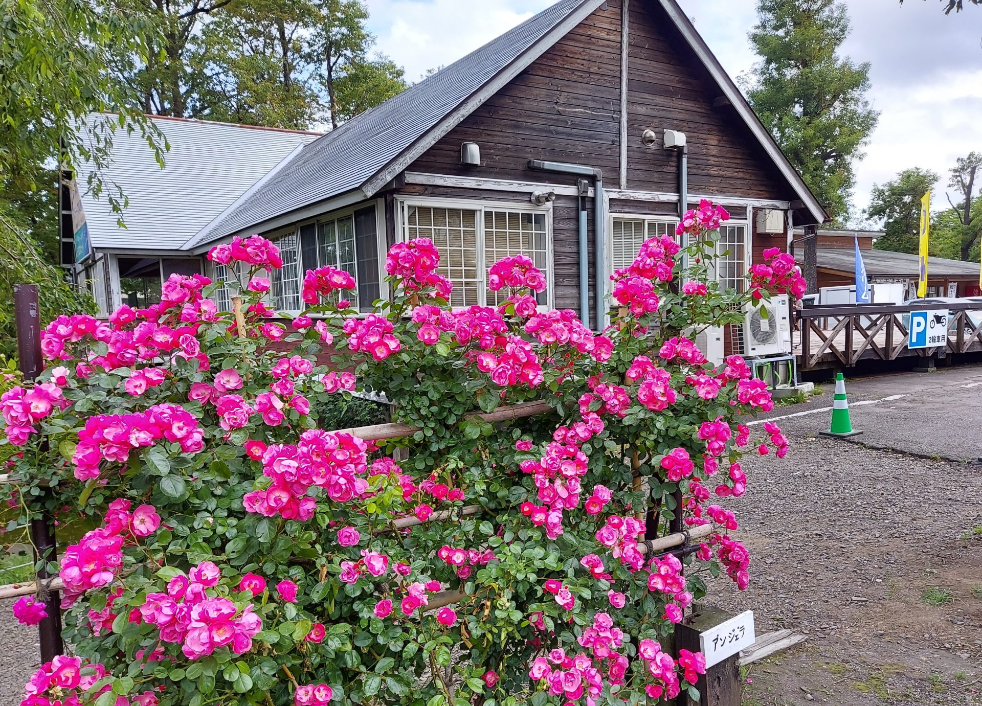 蔵王チーズ【バラ園開花情報】6月14日(金) 蔵王酪農センター