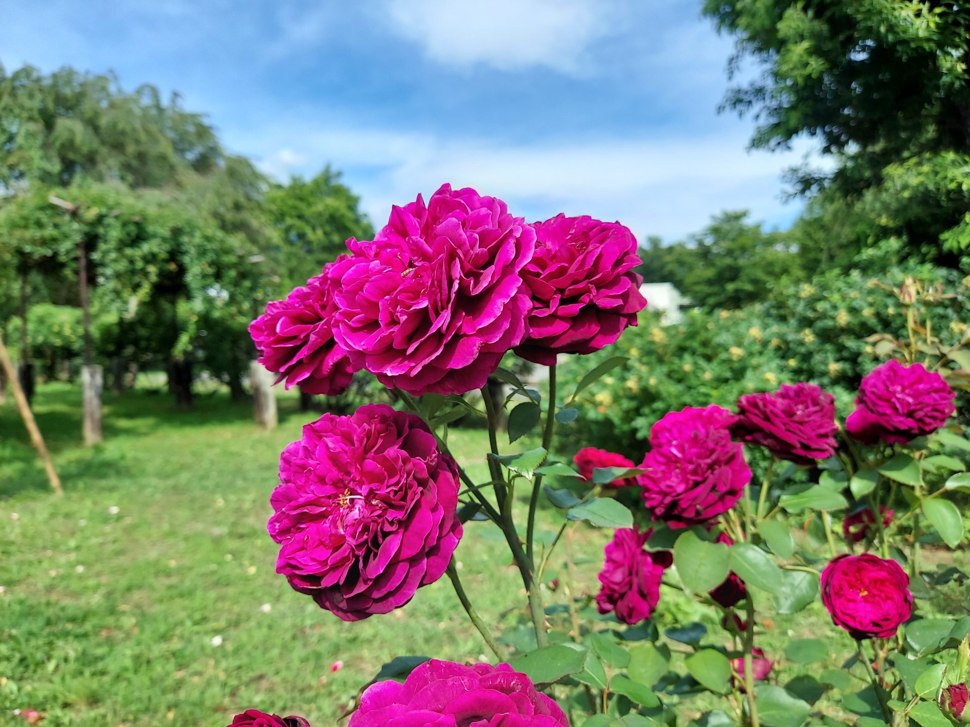 蔵王チーズ【バラ園開花情報】7月9日(火) | 蔵王酪農センター