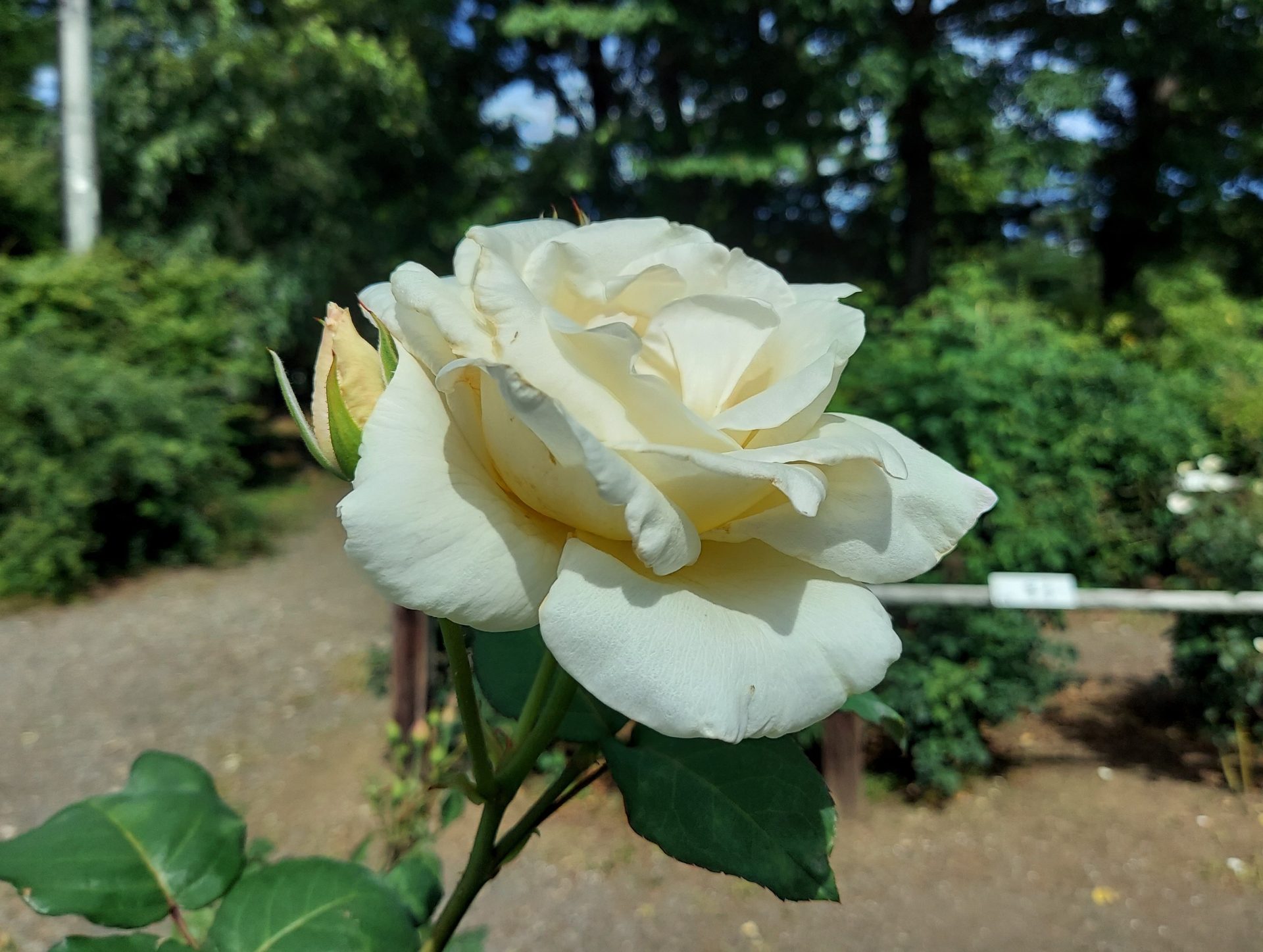 蔵王チーズ【バラ園開花情報】7月9日(火) | 蔵王酪農センター