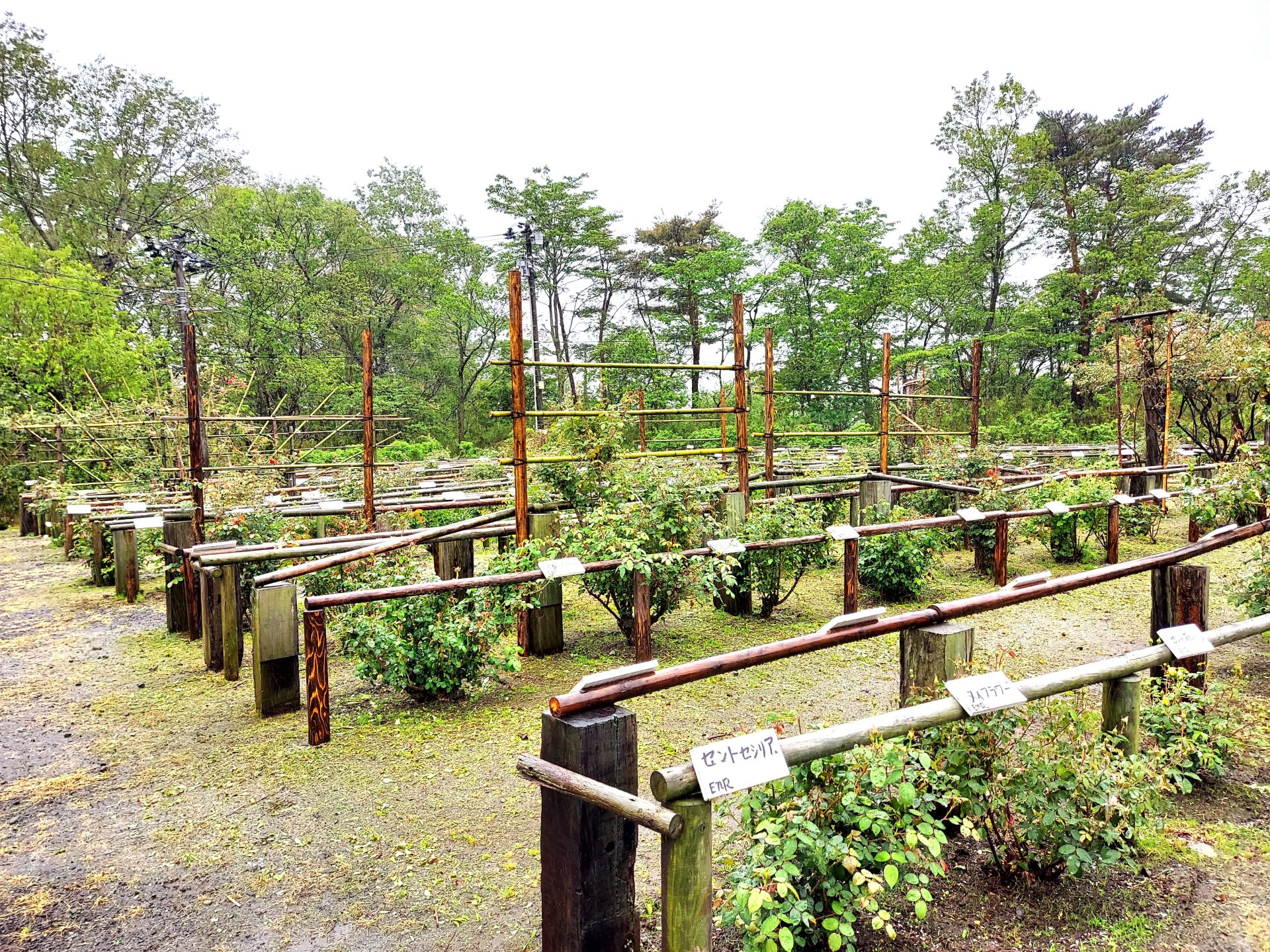 蔵王チーズ【バラ園開花情報】6月 1日(日) | 蔵王酪農センター