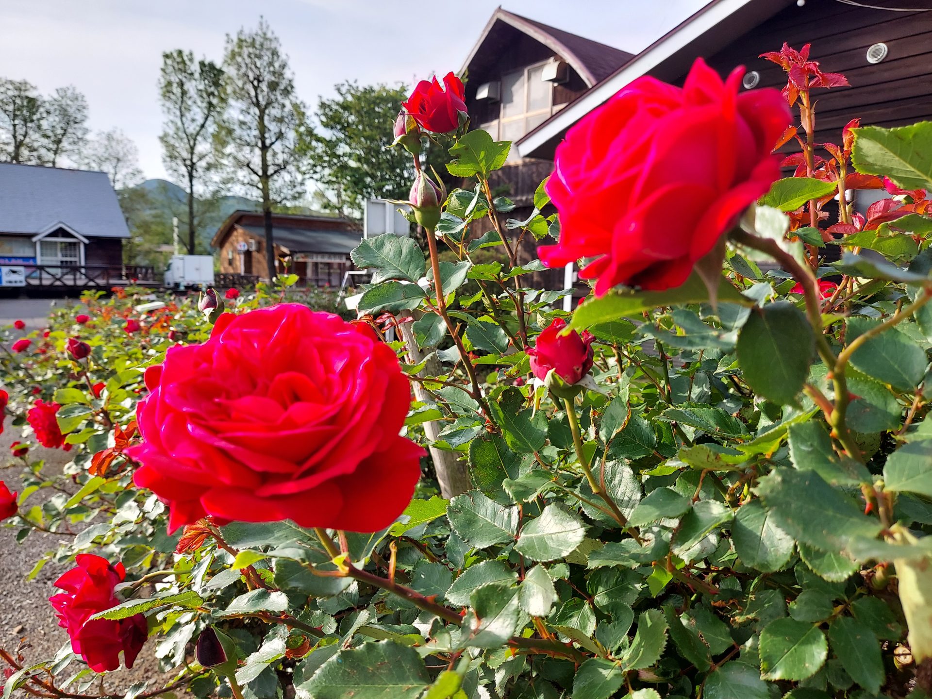 蔵王チーズ【バラ園開花情報】6月 6日(金) | 蔵王酪農センター