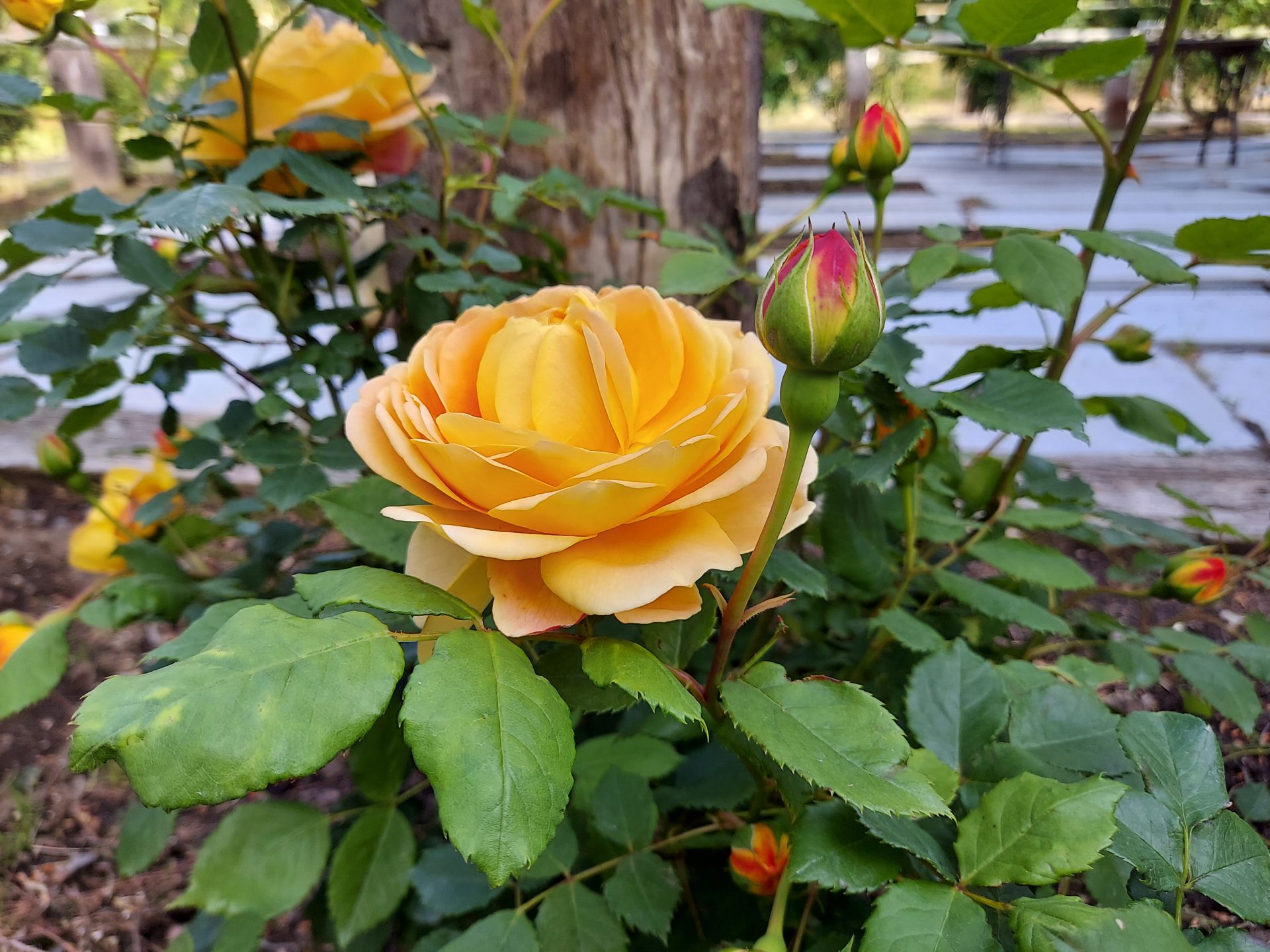 菜の花 蔵王チーズ【バラ園開花情報】6月 6日(金) | 蔵王酪農センター