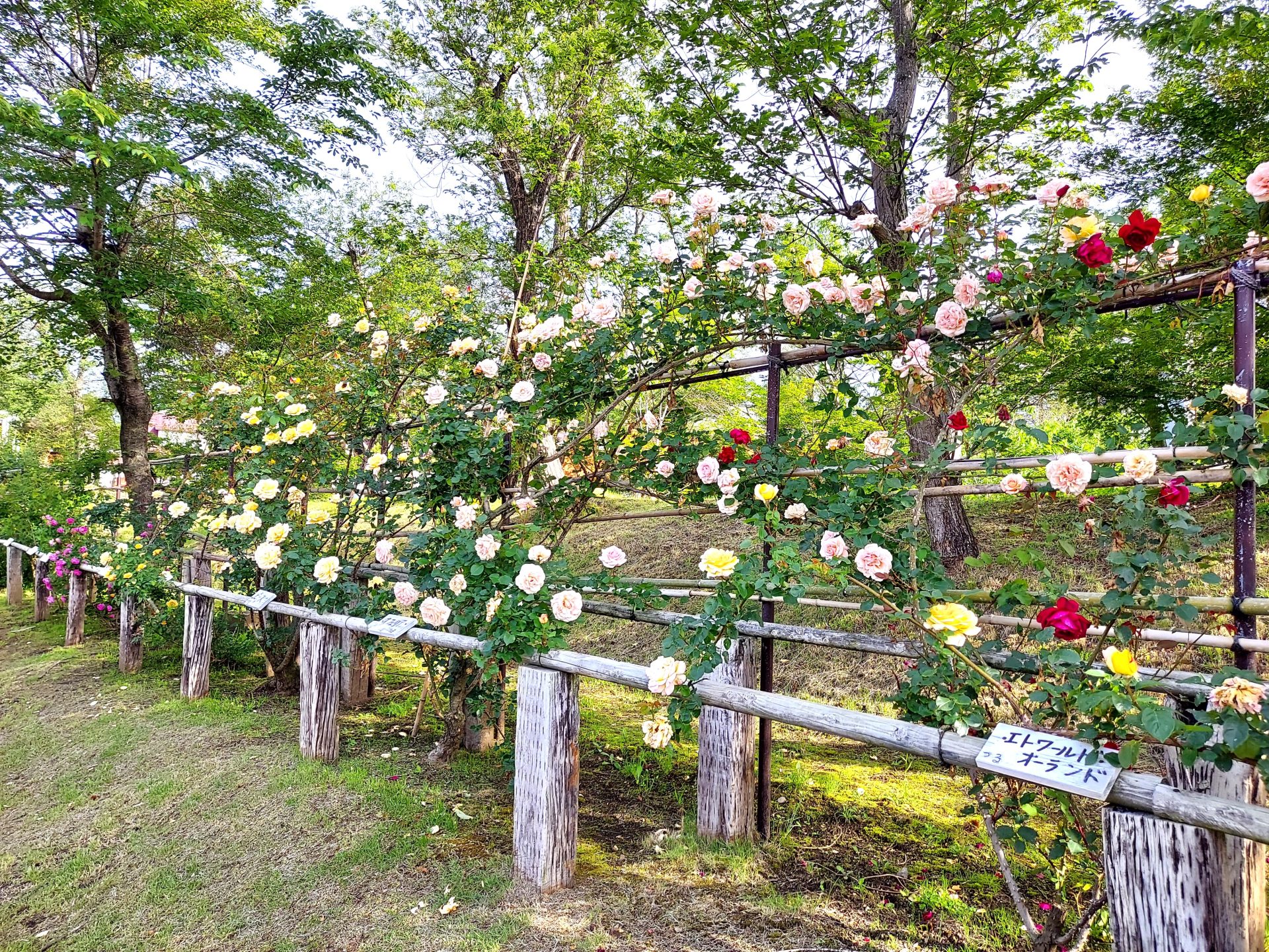 蔵王チーズ【バラ園開花情報】6月 9日(月) | 蔵王酪農センター