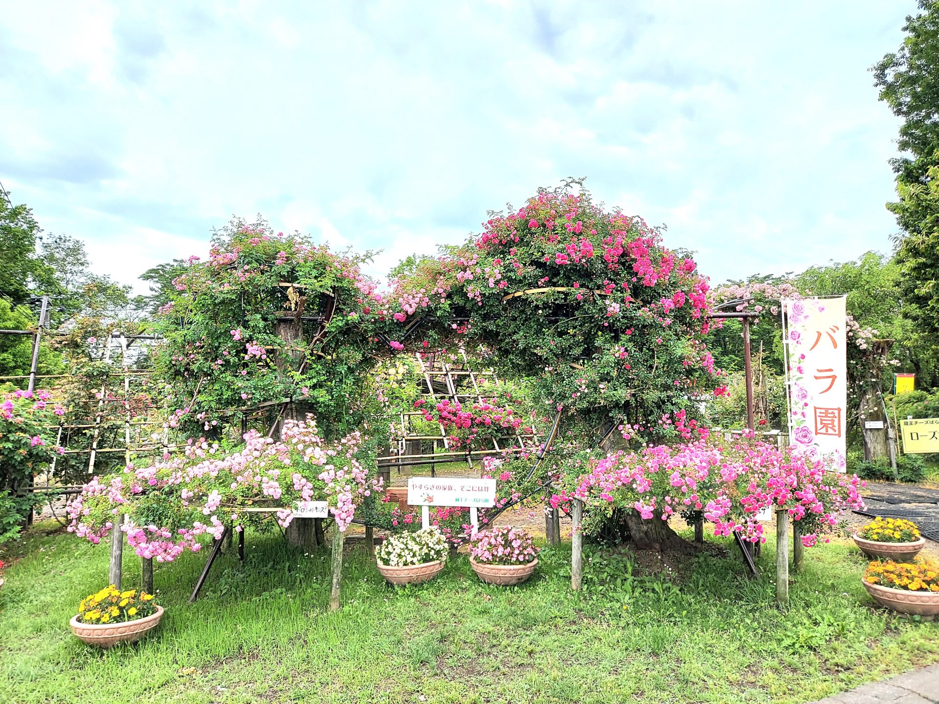 蔵王チーズ【バラ園開花情報】6月24日(火) | 蔵王酪農センター