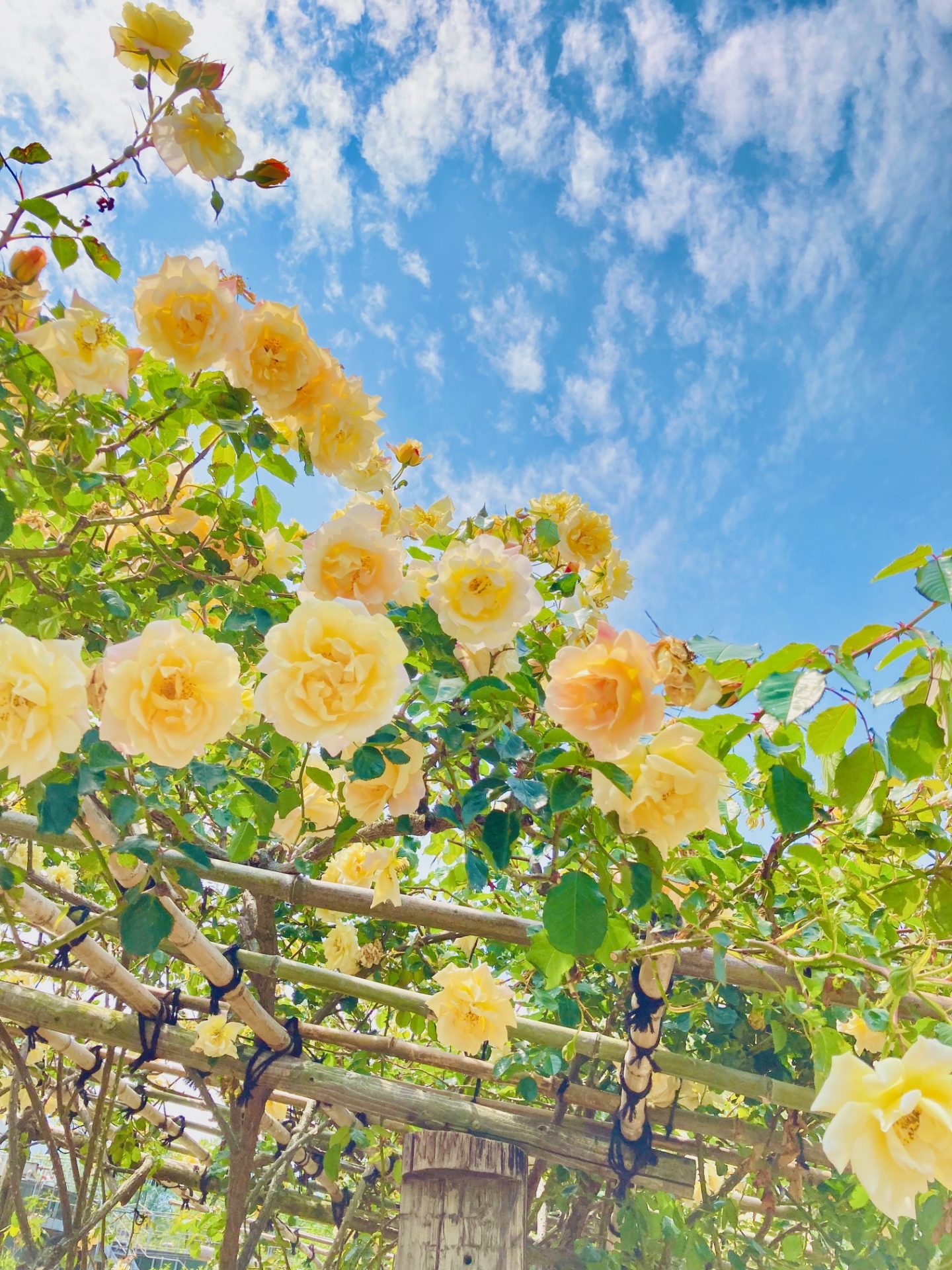 第11回薔薇フォトコンテスト結果発表！ | 蔵王酪農センター