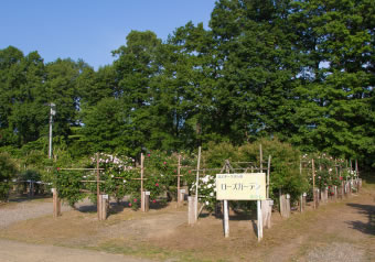 バラ園(蔵王酪農センターチーズ工場敷地内)